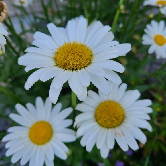 whitecedarvntg